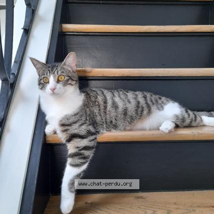 Photo 1/1 Simba Chat lost in Tourcoing