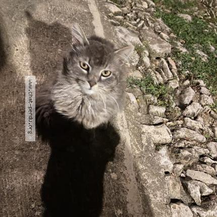 Photo 1/4 Found cat Found in Coudoux