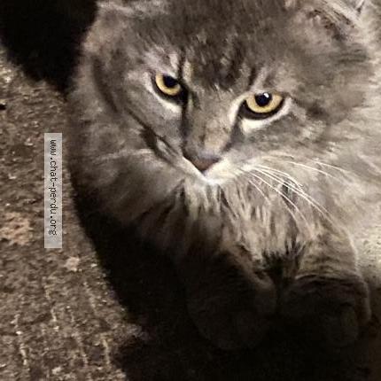 Photo 2/4 Found cat Found in Coudoux