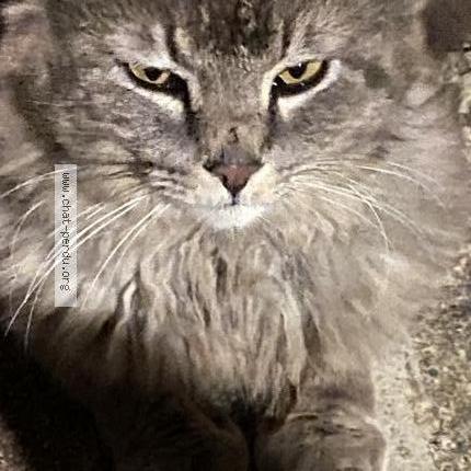 Photo 3/4 Found cat Found in Coudoux