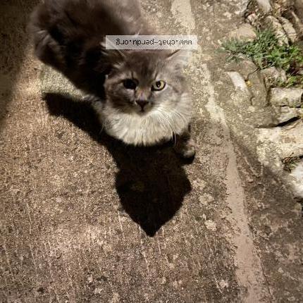 Photo 4/4 Found cat Found in Coudoux