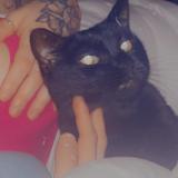 Picture of cat lost at Saint Victor La Coste