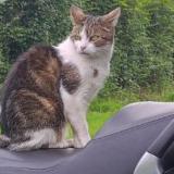 Picture of cat lost at Parentis En Born