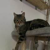 Picture of cat lost at Somain