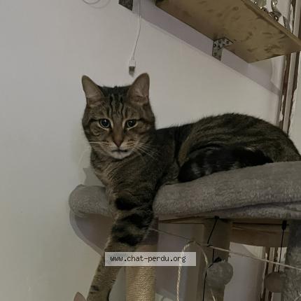 Photo 1/1 Cat reunited Lost in Somain