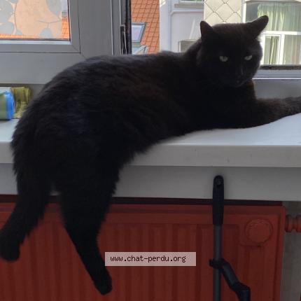 Photo 1/1 Tommy Chat lost in Schaerbeek