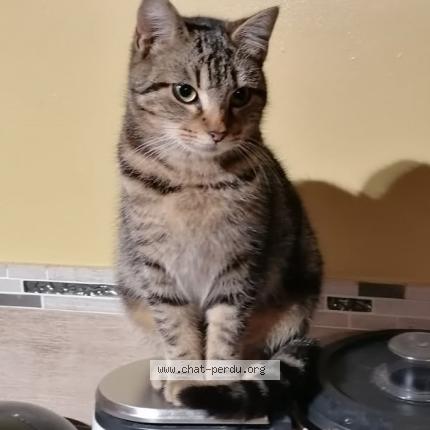 Photo 1/1 LAVANDE Chat lost in Plouzevede