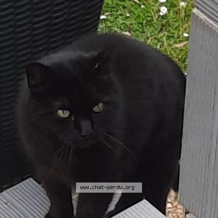 Photo 1/1 Found cat Found in Montigny 76