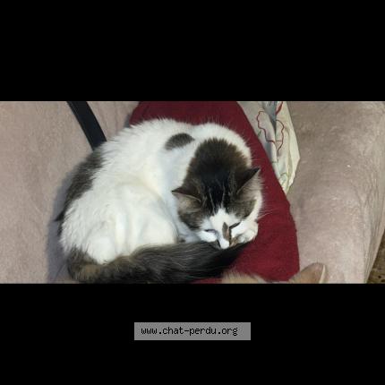 Photo 1/1 Vachette Chat lost in Labourse