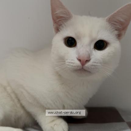 Photo 1/1 Snow Chat lost in Morlanwelz