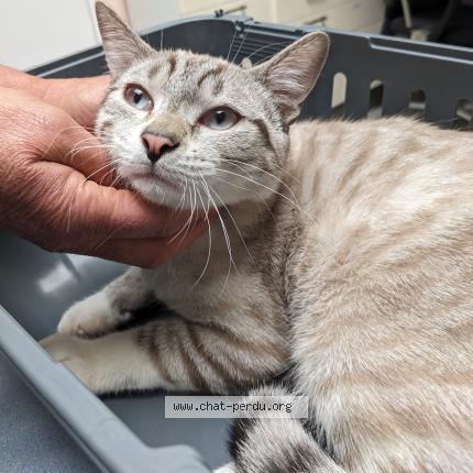 Photo 1/1 Cat reunited Found in Chatelaillon