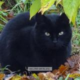 Picture of cat lost at Navilly 71270