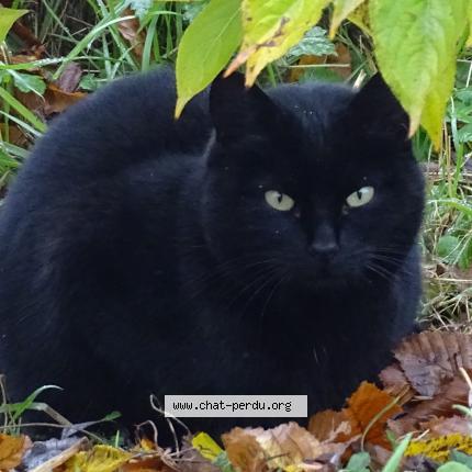 Photo 1/1 Yoyo Chat lost in Navilly 71270