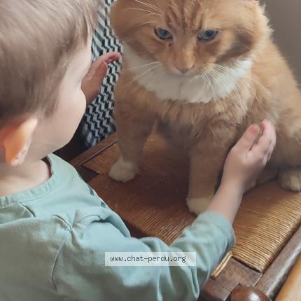 Photo 1/1 Elliott Chat lost in Le l habit