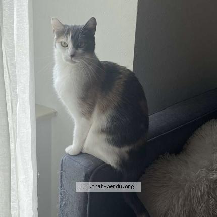 Photo 1/1 Tia Chat lost in Louroux beconnais