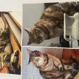 Picture of cat lost at Toulouse