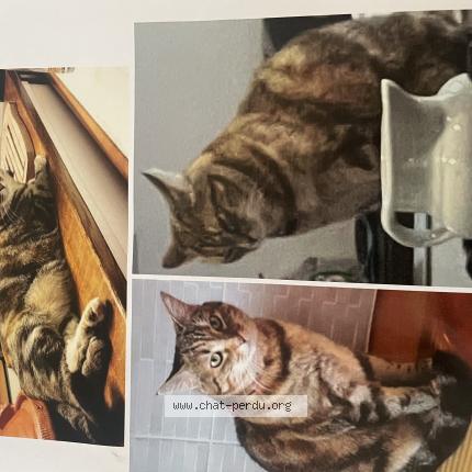 Photo 1/1 Tina Chat lost in Toulouse