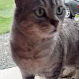 Picture of cat found at Rosporden