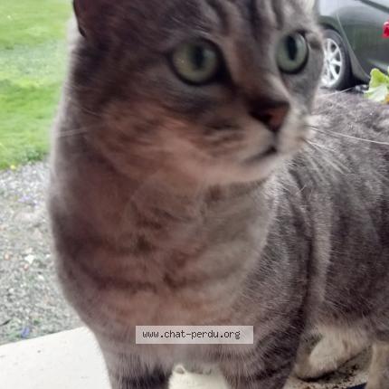 Photo 1/1 Cat reunited Found in Rosporden