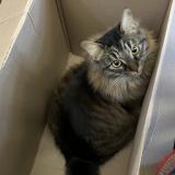 Picture of cat lost at Ivry Sur Seine