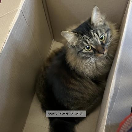 Photo 1/2 Yucca Chat lost in Ivry sur seine