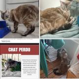 Picture of cat lost at Rochefort