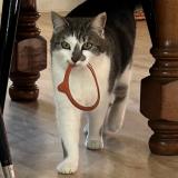 Picture of cat lost at Authumes