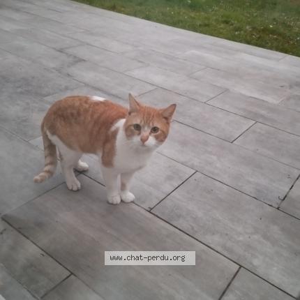 Photo 1/1 Found cat Found in Nandy