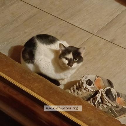 Photo 1/1 Found cat Found in Baverans