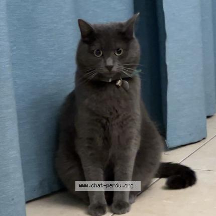 Photo 1/1 Blue Chat lost in Les sables d olonne