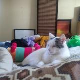 Picture of cat lost at Brest