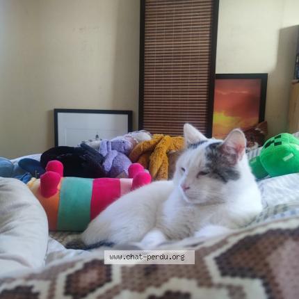 Photo 1/1 Miou Chat lost in Brest