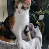 Picture of cat lost at Bruay Sur L Escaut