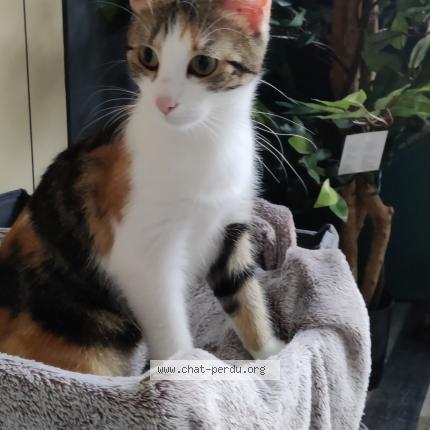 Photo 1/1 Biscotte Chat lost in Bruay sur l escaut