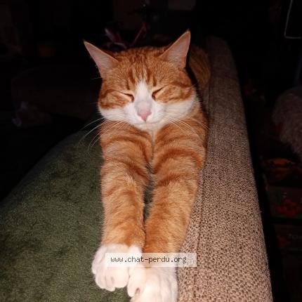 Photo 1/1 Yoshi Chat lost in Anetz