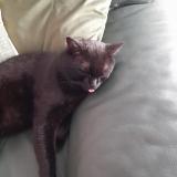 Picture of cat lost at Romorantin Lanthenay