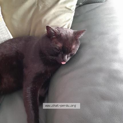 Photo 1/1 Shattan Chat lost in Romorantin lanthenay