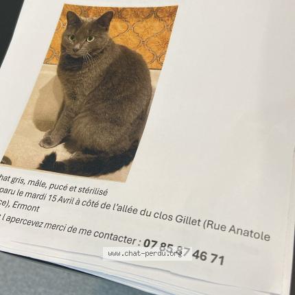 Photo 1/1 Lorenzo Chat lost in Ermont