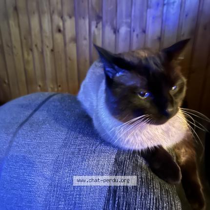 Photo 1/1 Snow Chat lost in Schaerbeek