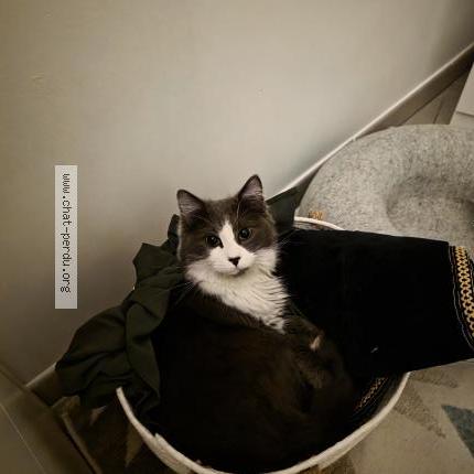 Photo 1/1 Sparky Chat lost in Marseille