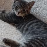 Picture of cat lost at Forest