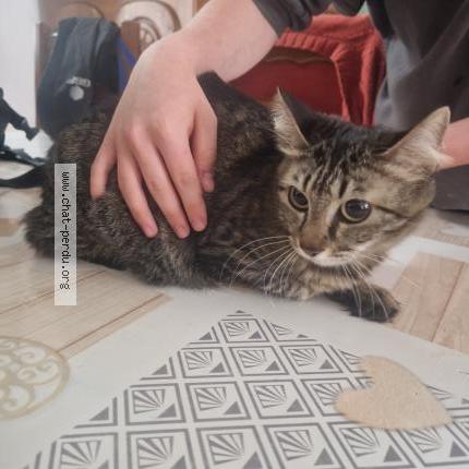 Photo 1/1 Found cat Found in Cambrai