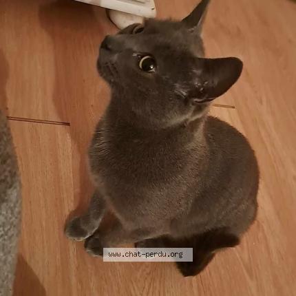 Photo 1/1 Cat reunited Lost in Tours