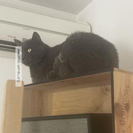 Photo 1/1 Michel Chat lost in Roaix