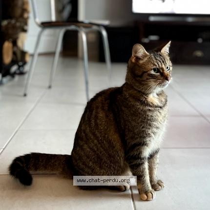 Photo 1/1 Malice Chat lost in Faverolles sur cher