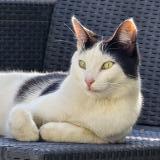 Picture of cat lost at Avignon