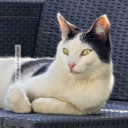 Photo 1/2 Chipo Chat lost in Avignon