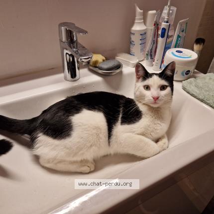 Photo 2/2 Chipo Chat lost in Avignon