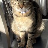 Picture of cat lost at Allonnes