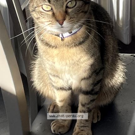 Photo 1/1 Louna Chat lost in Allonnes